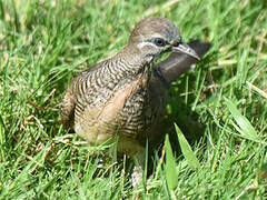 Zebra Dove