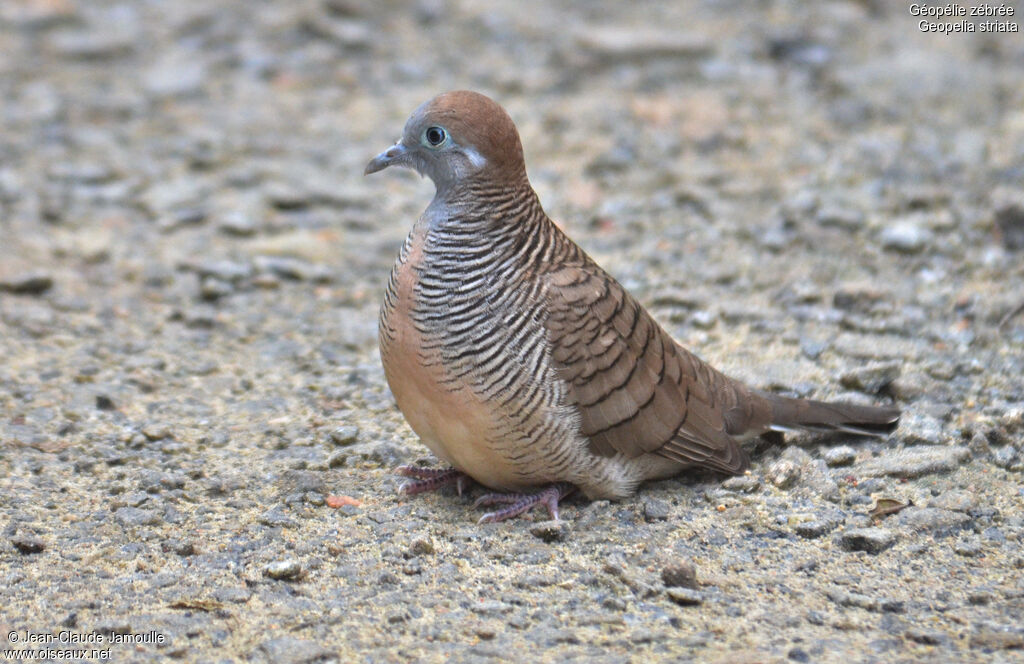 Zebra Doveadult, identification