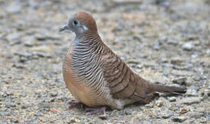 Zebra Dove