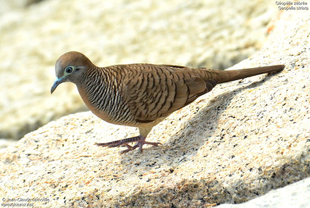 Géopélie zébrée, identification, Comportement