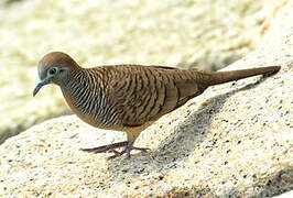 Zebra Dove