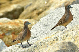 Zebra Dove