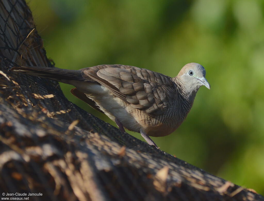 Zebra Dove