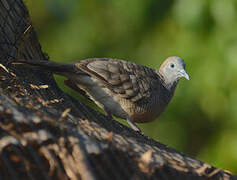 Zebra Dove