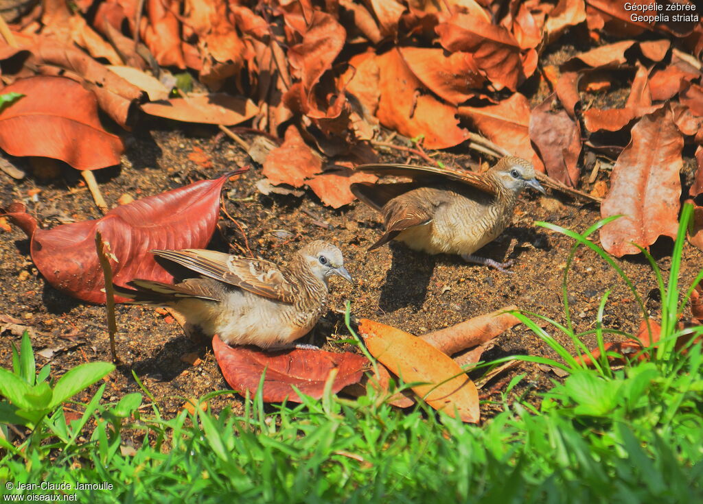 Zebra Dove , Behaviour