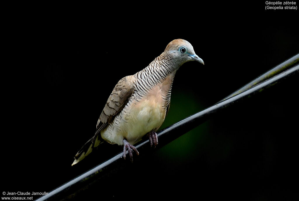 Géopélie zébrée, identification