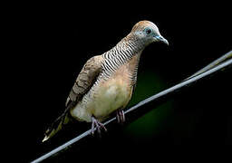 Zebra Dove