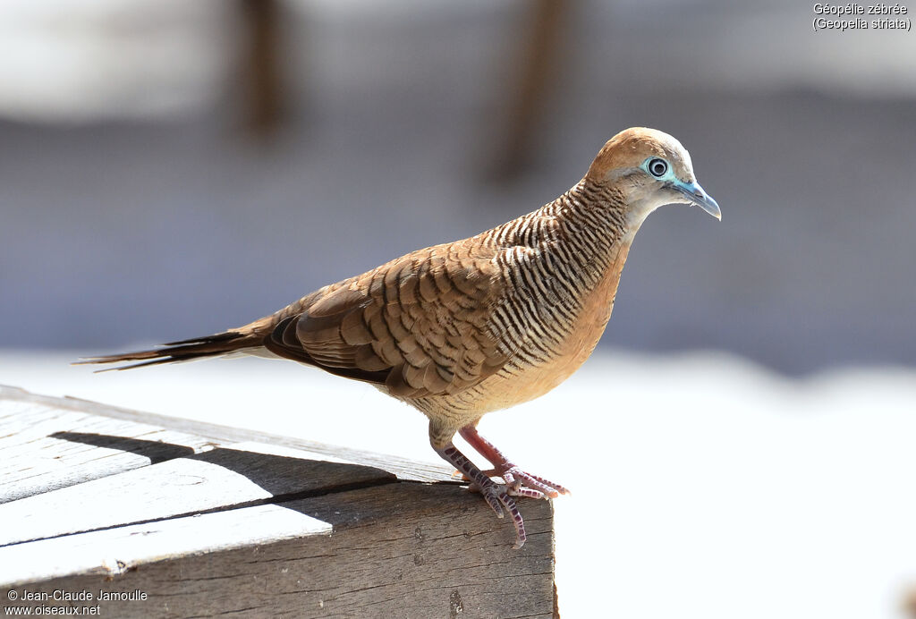 Zebra Dove, identification