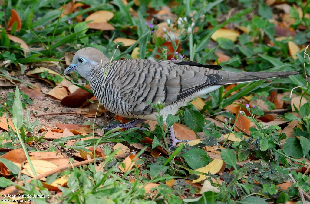 Zebra Dove