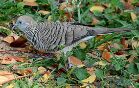 Zebra Dove