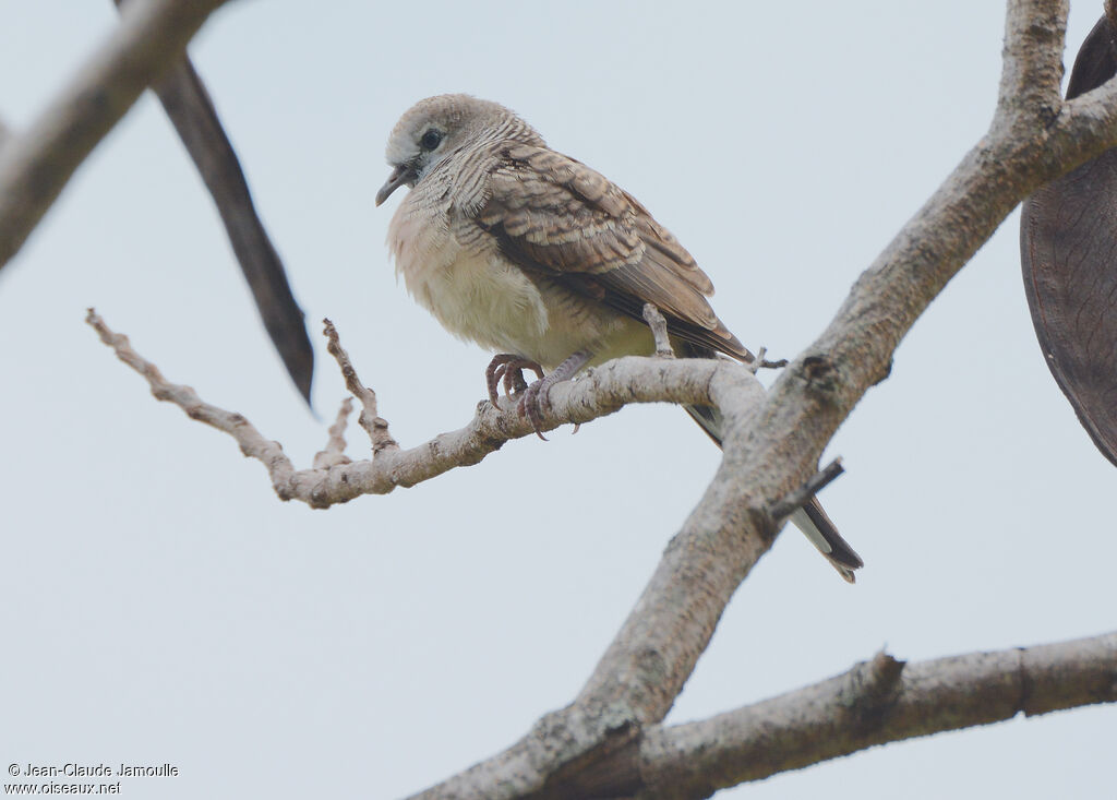 Zebra Dove