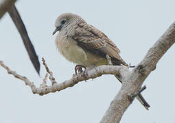 Zebra Dove