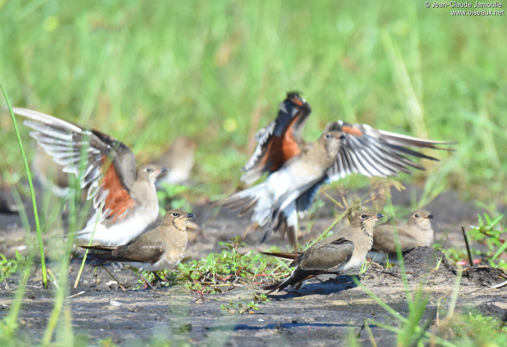 Collared Pratincole