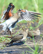 Collared Pratincole