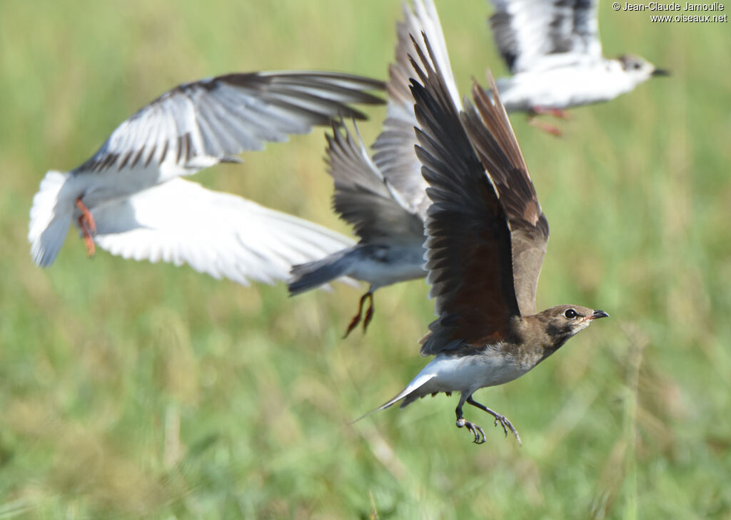 Collared Pratincole