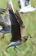 Collared Pratincole