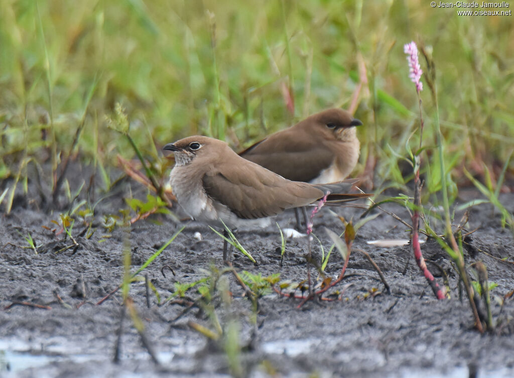 Collared Pratincole