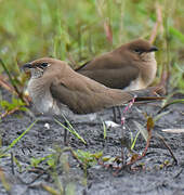 Collared Pratincole