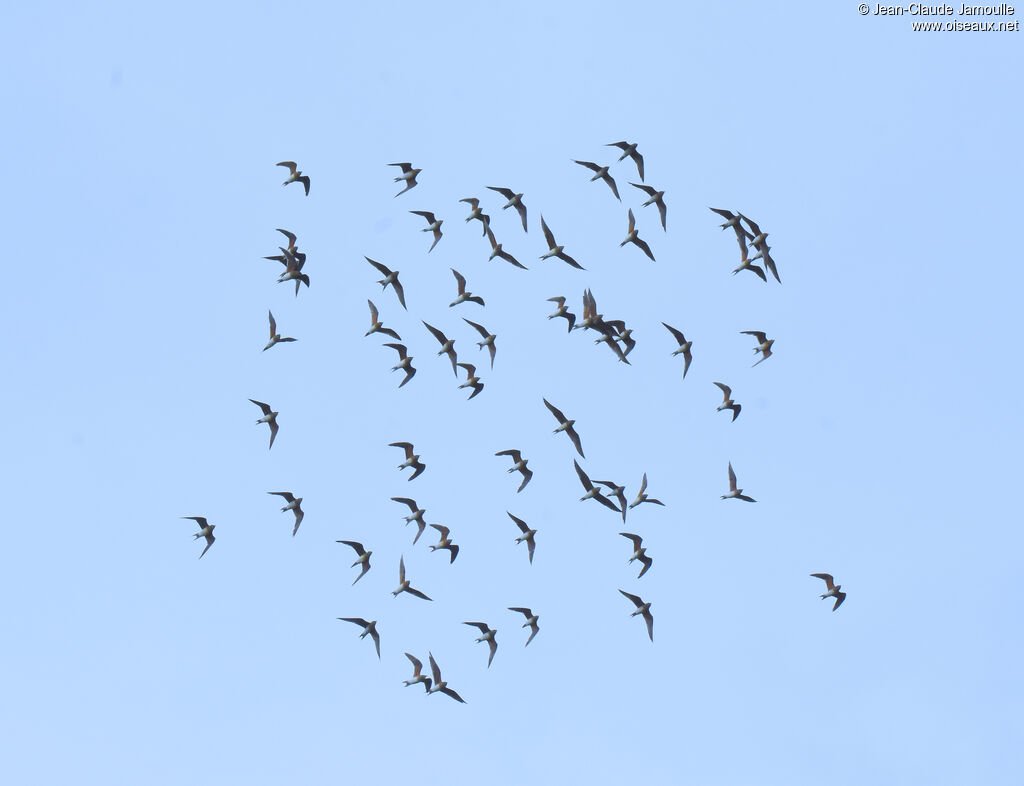 Collared Pratincole