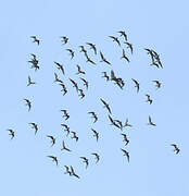 Collared Pratincole