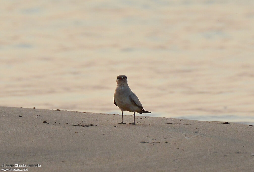 Small Pratincole