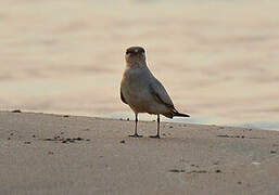 Small Pratincole