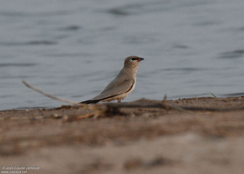 Small Pratincole