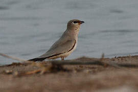 Small Pratincole