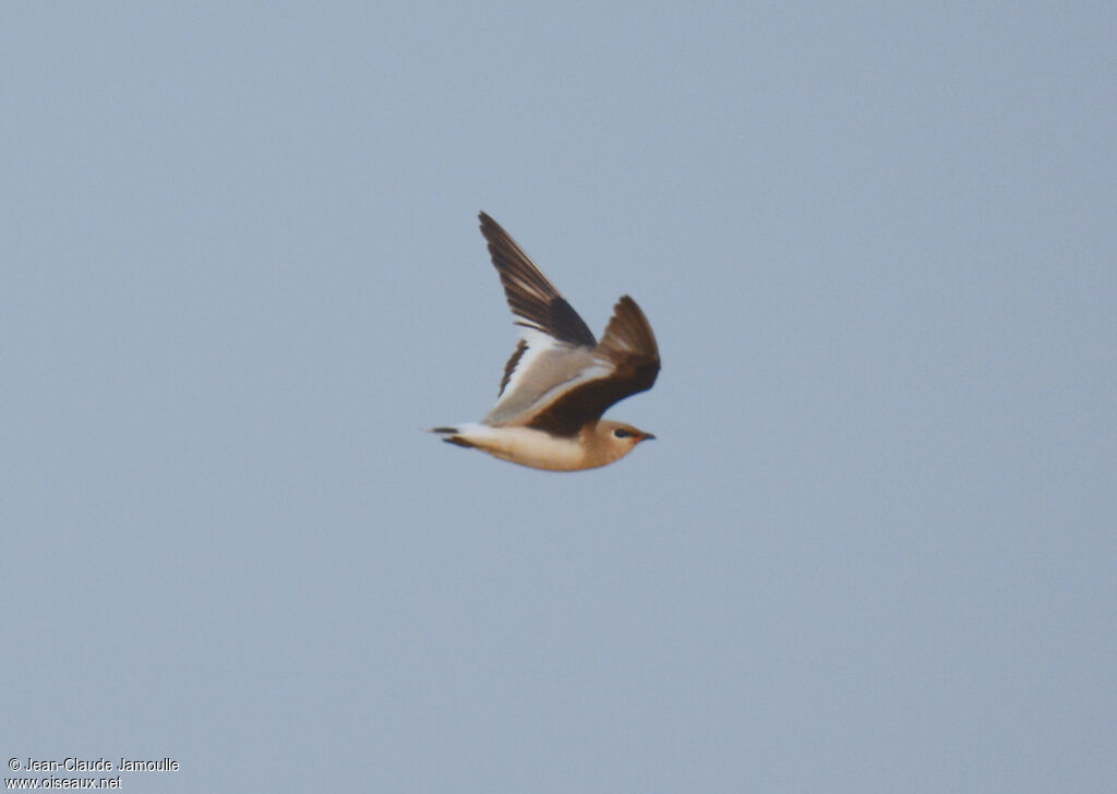 Small Pratincole