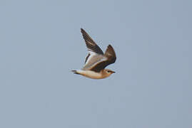 Small Pratincole