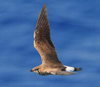 Oriental Pratincole