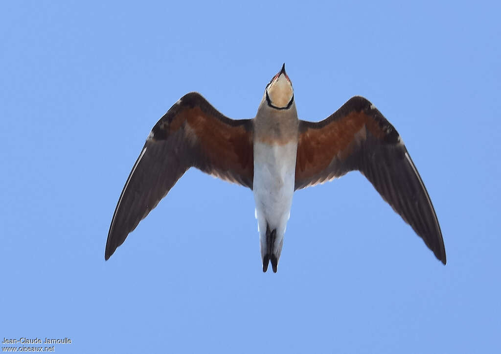 Oriental Pratincoleadult breeding, pigmentation, Flight