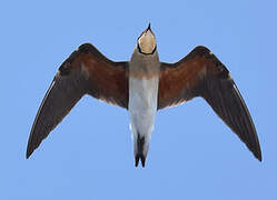 Oriental Pratincole