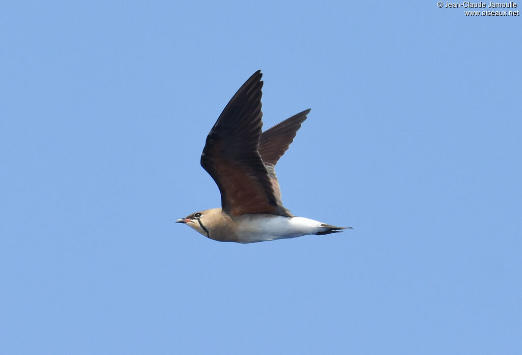 Oriental Pratincole