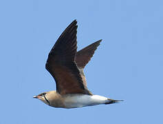 Oriental Pratincole