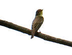 Gobemouche brun