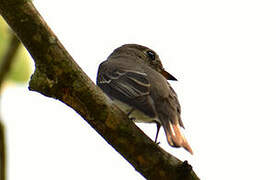 Asian Brown Flycatcher