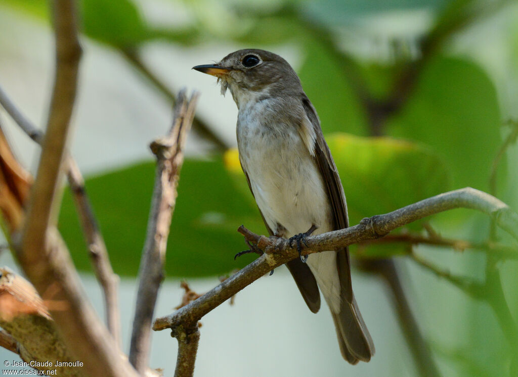 Asian Brown Flycatcher