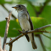 Asian Brown Flycatcher