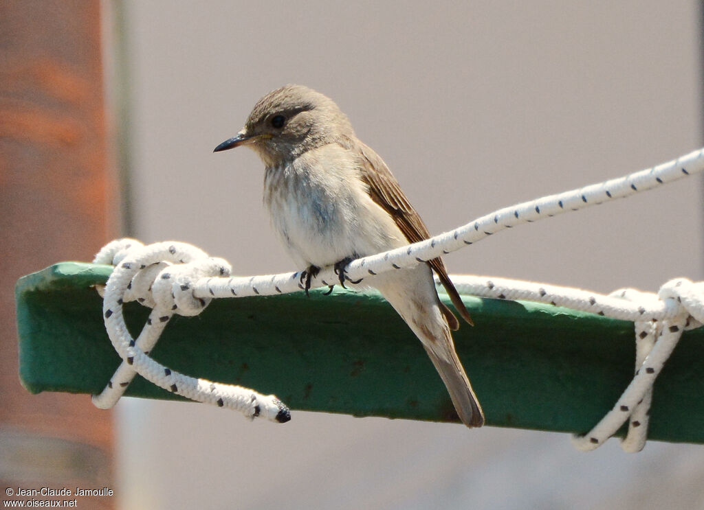 Spotted Flycatcher