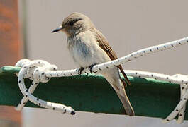 Spotted Flycatcher