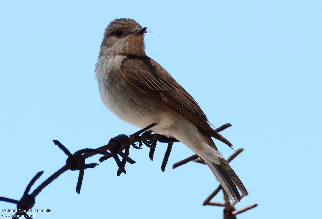 Spotted Flycatcher