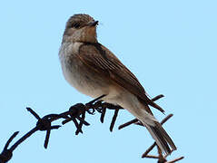 Spotted Flycatcher