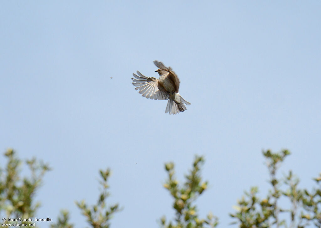 Spotted Flycatcher