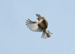 Spotted Flycatcher