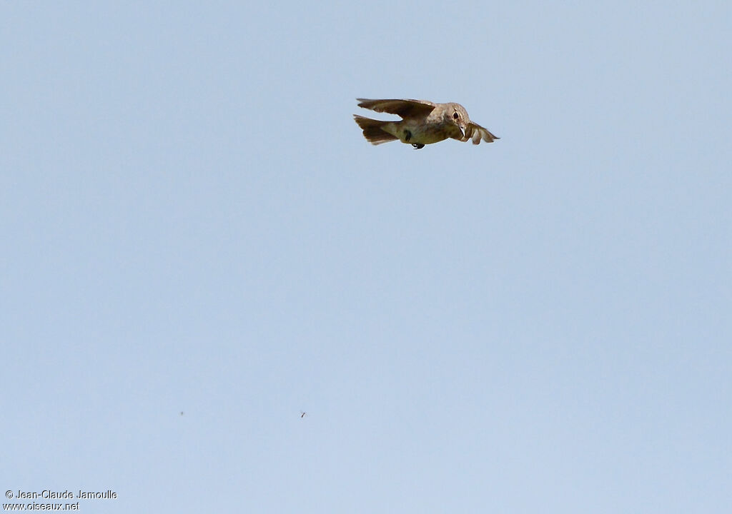 Spotted Flycatcher