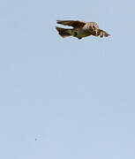 Spotted Flycatcher