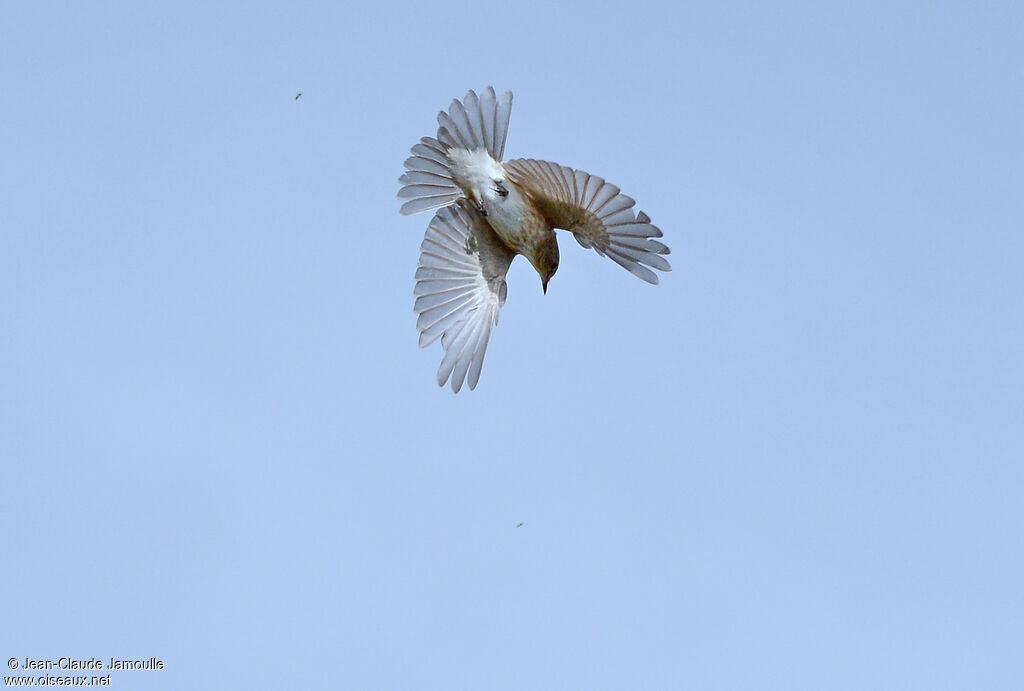 Spotted Flycatcher