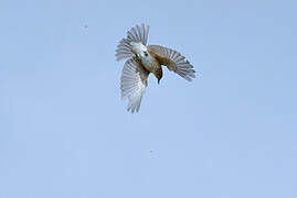 Spotted Flycatcher