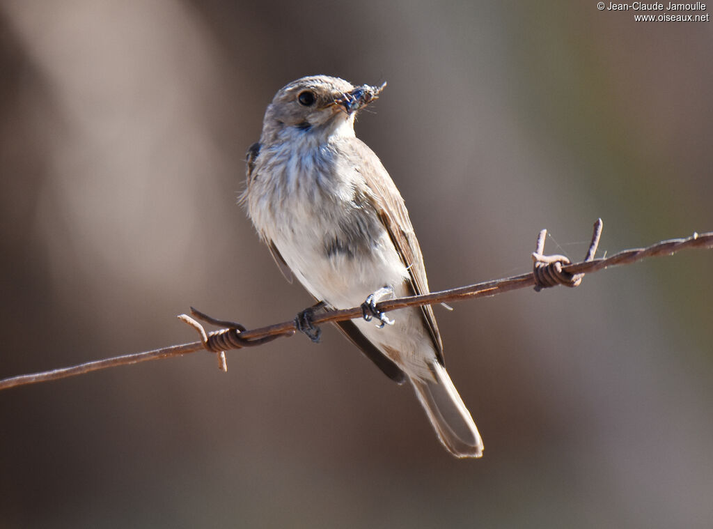 Spotted Flycatcher